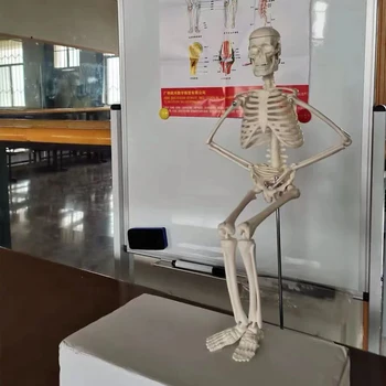 1 Adet Anatomik Anatomi İnsan İskelet Modeli Tıbbi Öğrenmek Yardım Anatomi İskelet Modeli Toptan Perakende 45CM 20Cm İsteğe Bağlı DIY