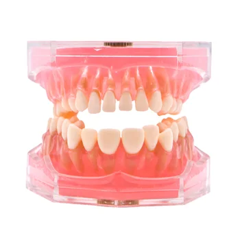 Diş Yumuşak Sakız Standart Typodont çalışma modeli ile 28 adet Çıkarılabilir Diş Hekimliği Çalışma model beyin Diş Hekimi Laboratuar Araçları