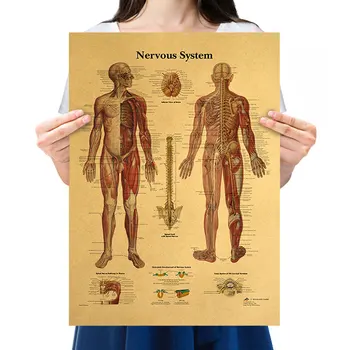 Sıcak Posterler Vücut Açıklama Resim Ev Dekor Boyama Sinir Sistemi Retro Kraft Kağıt Afiş Tema Bar Tutkalsız Duvar Sticker